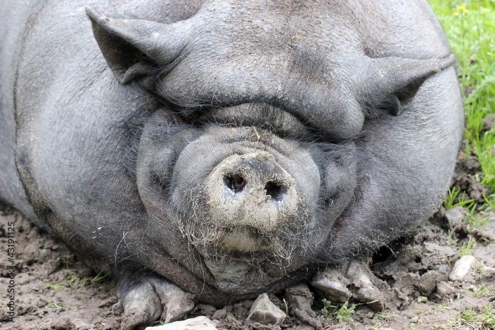Fototapeta premium Hängebauchschweinportrait