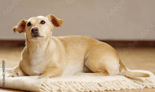 Portrait of a dachshund