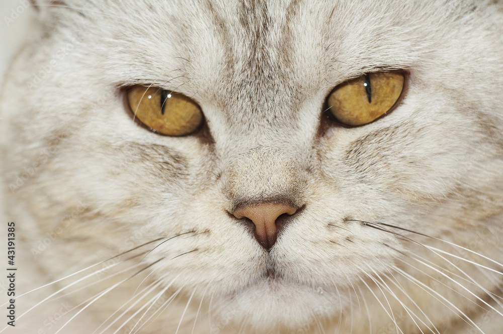 Portrait of beautiful cat Portrait of beautiful cat