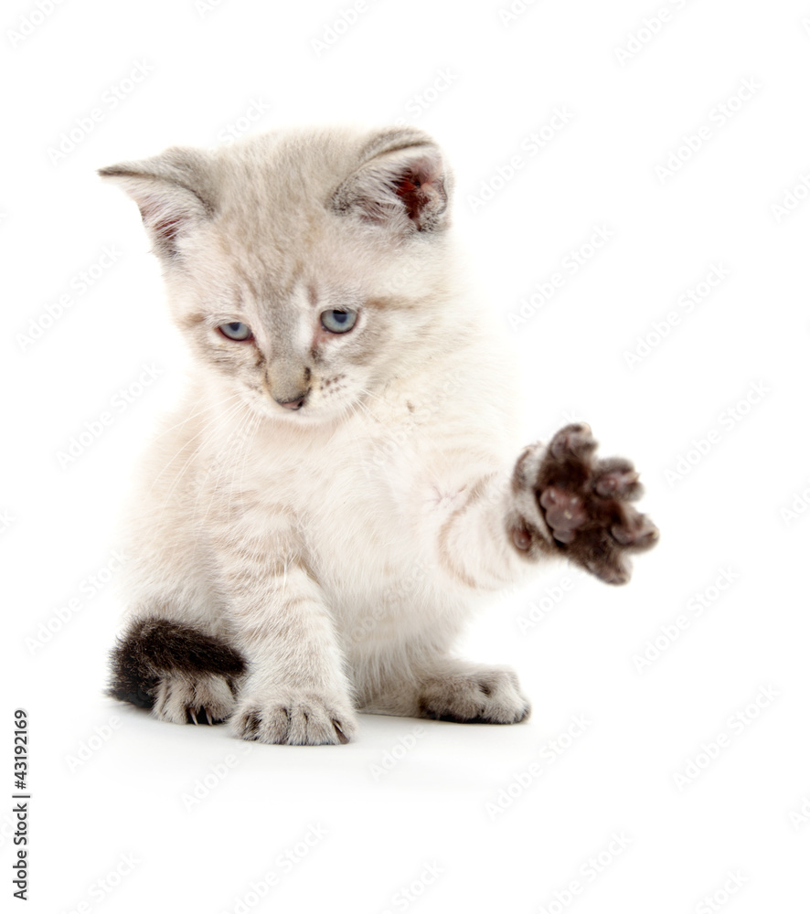 Obraz premium Cute kitten playing