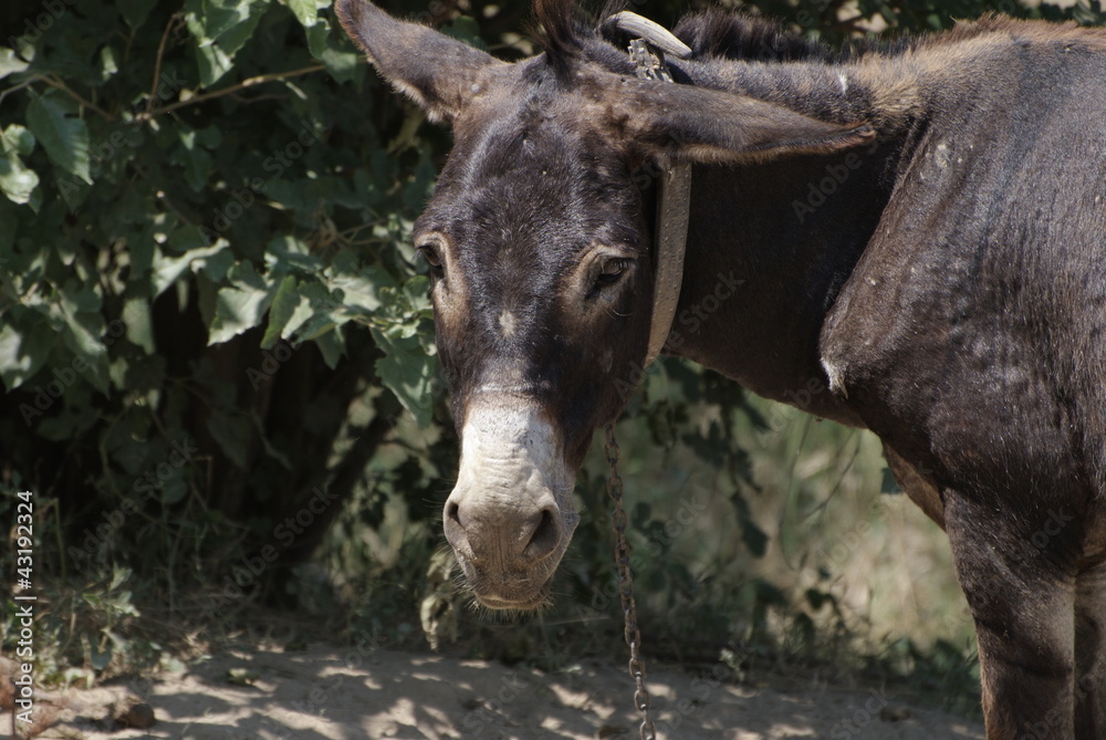 meeting with a donkey in the country meeting with a donkey in the country