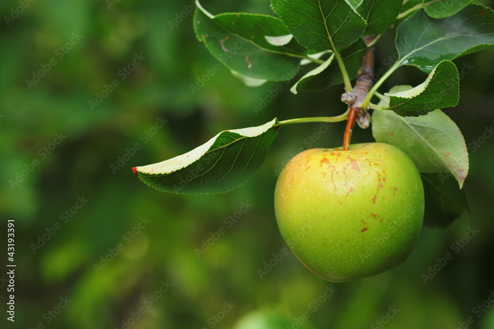 Organic green apple on tree