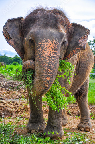 Photography Pregnant elephant
