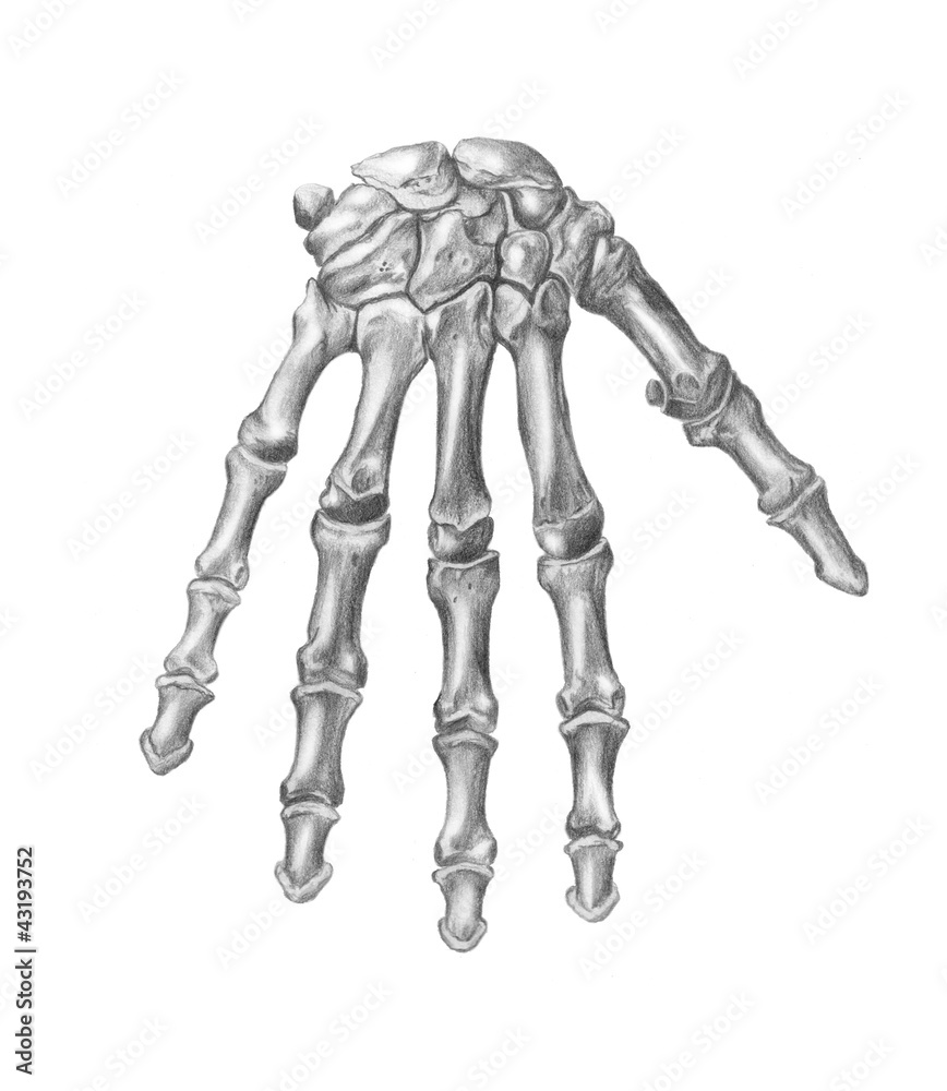 anatomia, ossa della mano Stock Illustration | Adobe Stock