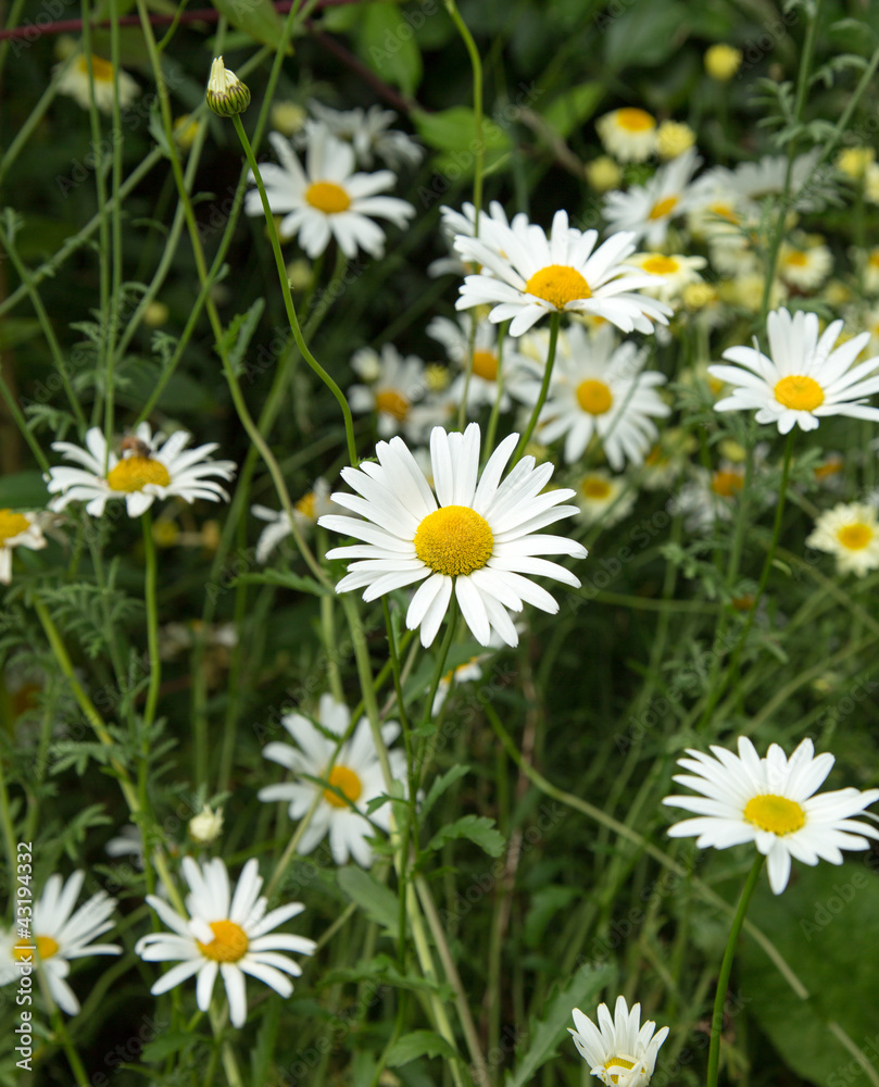 oxeye daisy