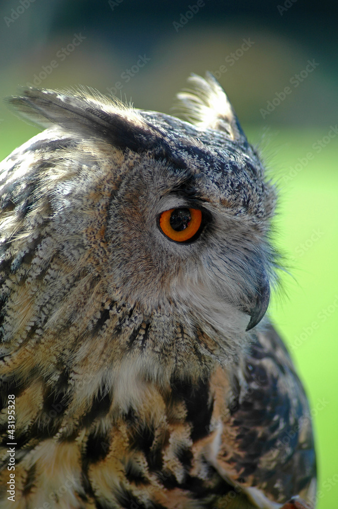 Fototapeta premium Uhu