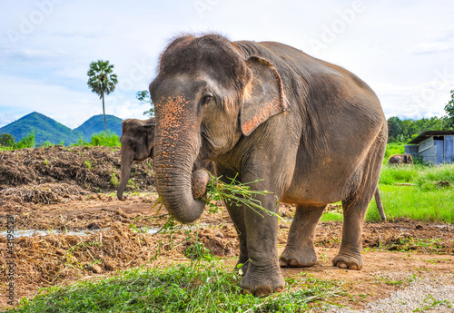 Photography Pregnant elephant