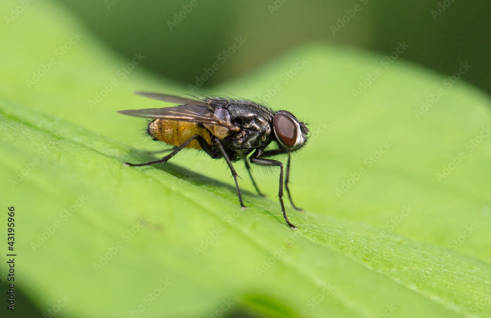 Fliege Fliege