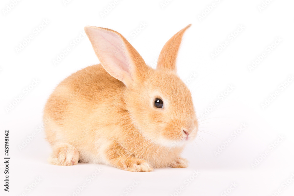 Fototapeta premium Adorable rabbit
