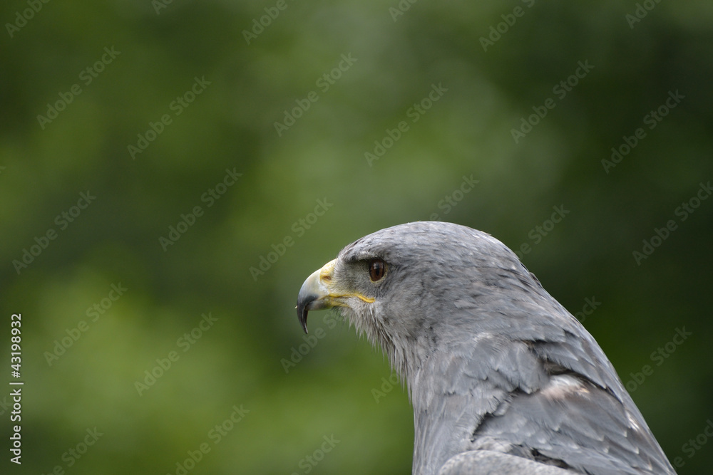 Grey Hawk in close Up Grey Hawk in close Up