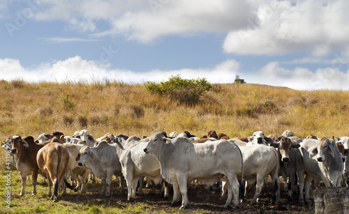 Herd of brahman beef cattle cows