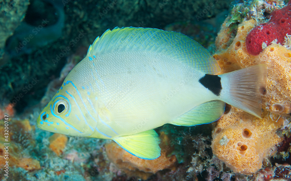 Butter Hamlet hovering over a reef of orange and green sponge. Butter Hamlet hovering over a reef of orange and green sponge.