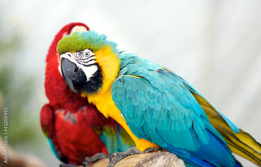 Two Very Large Macaws