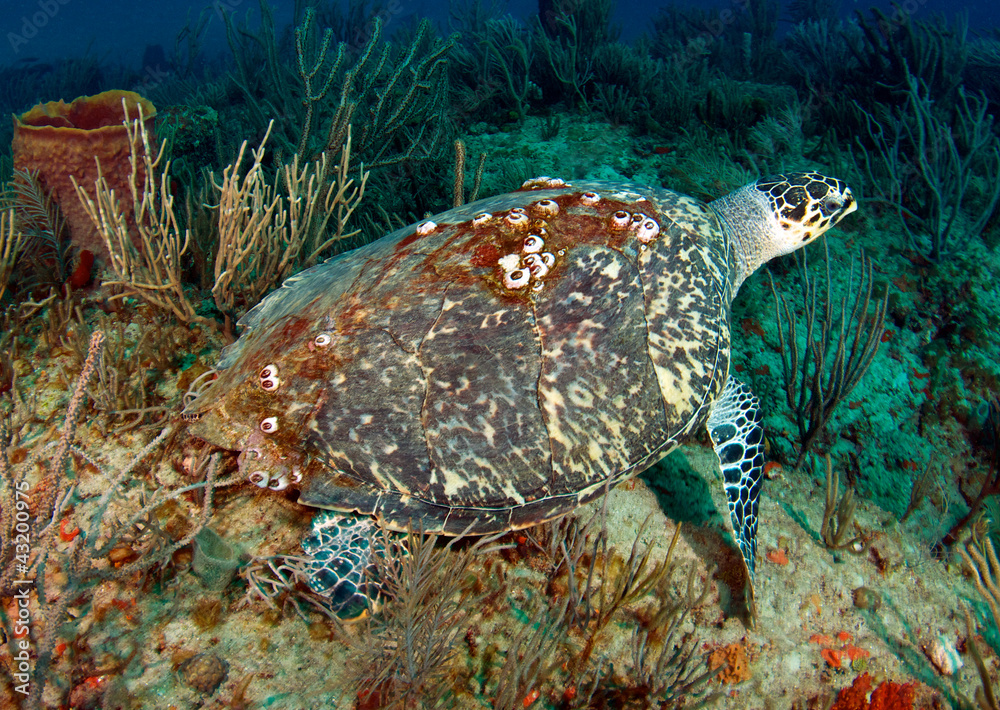 Naklejka premium A large Hawksbill Turtle