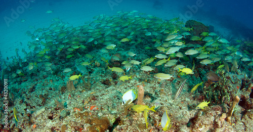 Wide ange view of a large school of fish.