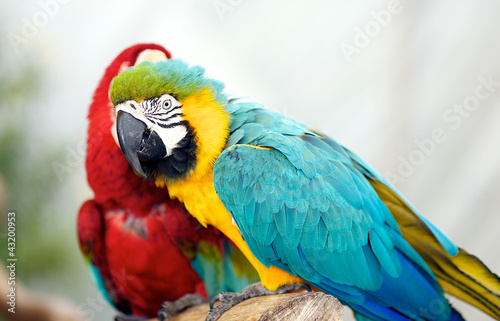 Two Very Large Macaws © pipehorse