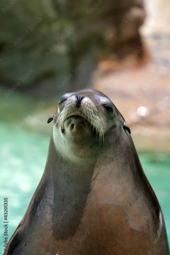 Naklejka premium Seal..