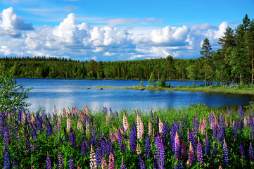Fotobehang Zomer Scandinavisch zomerlandschap met meer  © Pink Badger