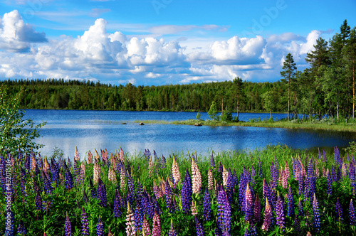 Scandinavian summer landscape © Pink Badger