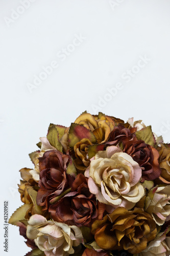 Old Roses photo