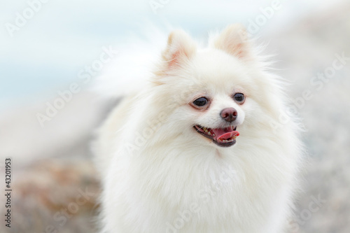 white pomeranian dog © leungchopan