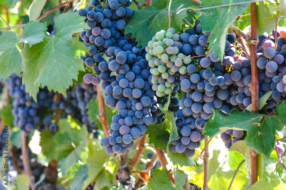 Fototapeta premium Grapes on the Vine