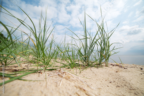 Grass and sand.