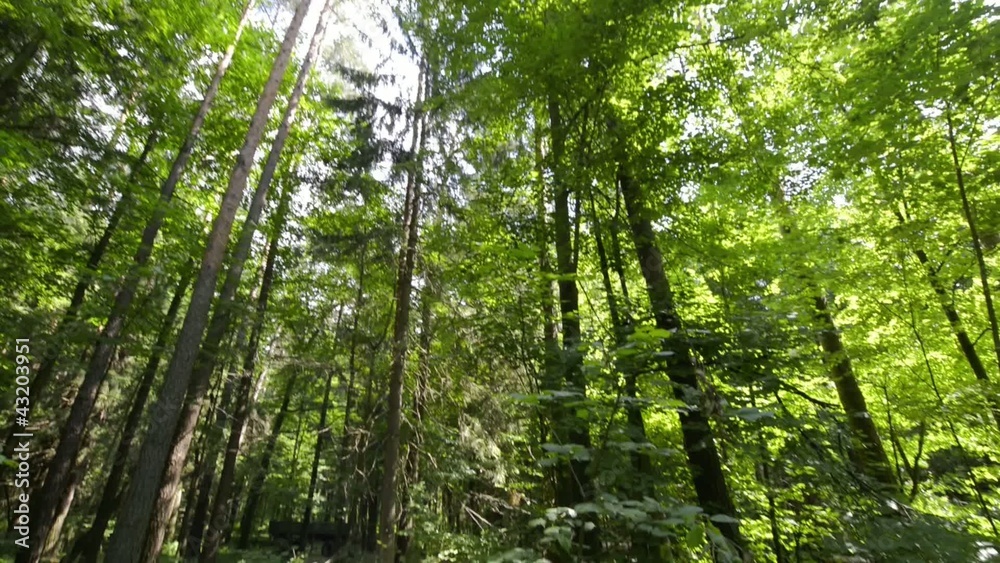 Panorama of deep forest in the summer Panorama of deep forest in the summer