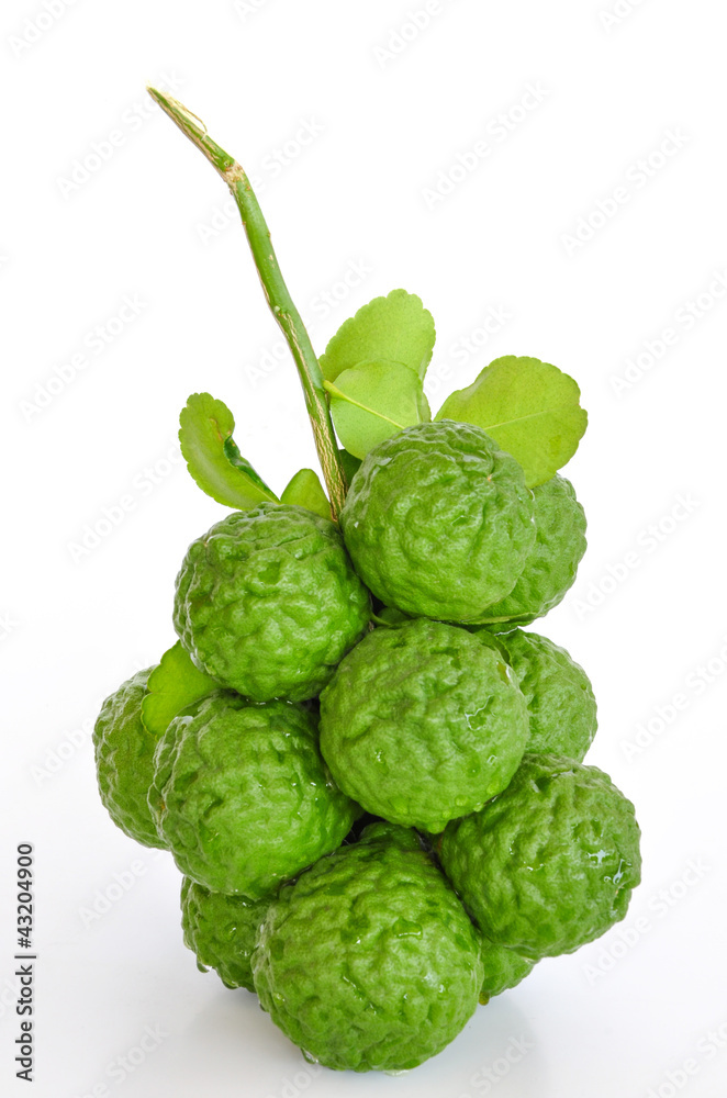 Kaffir lime Kaffir lime