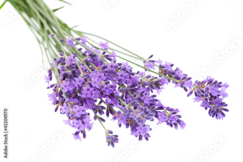 Lavendel auf weißem Hintergrund