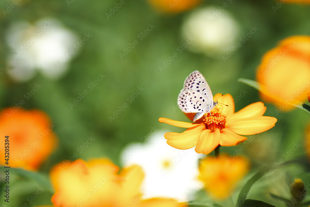 Obraz premium キバナコスモスとルリシジミ