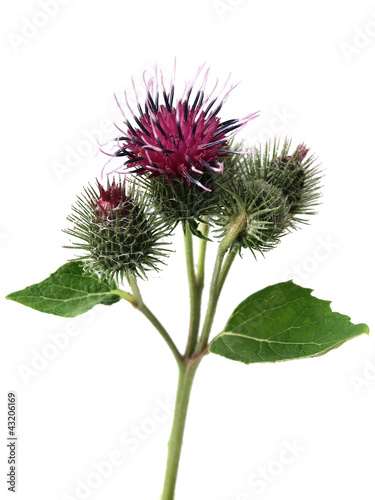 Burdock  arctium lappa 