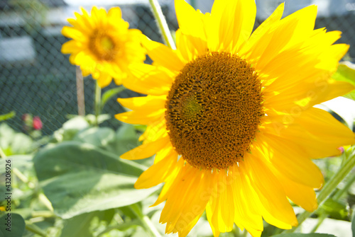 Close up of sunflower