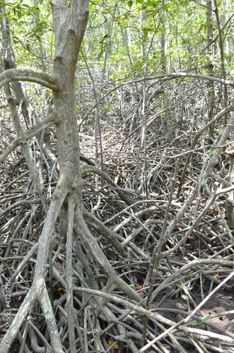 the mangrove forest in Thailand