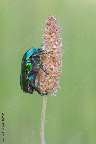 Protaetia affinis photo