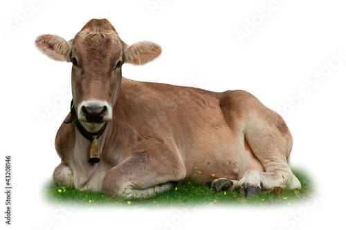 Cow relaxing on grass isolated on white © EtiAmmos