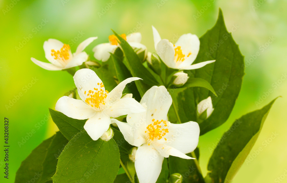 Obraz premium beautiful jasmine flowers with leaves on green background