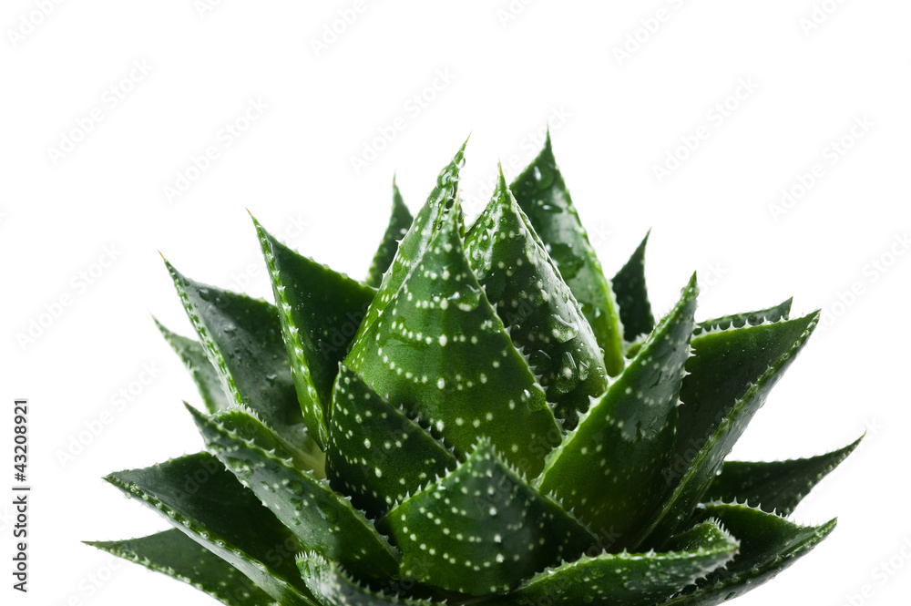 Aloe vera