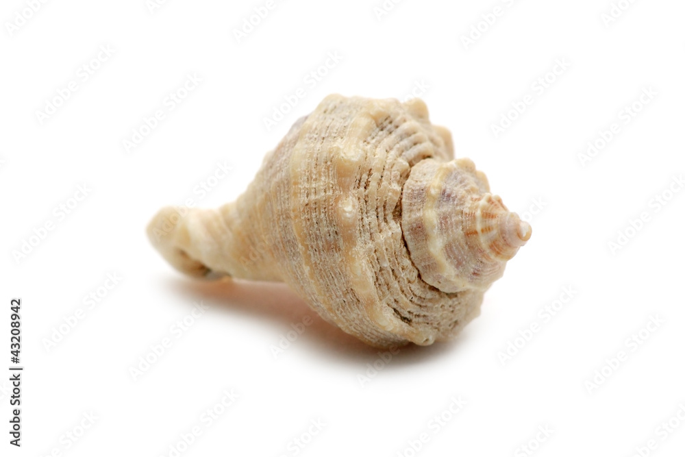 Seashell isolated on white background macro
