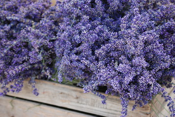 Gartenposter Lavendelblüten Lavendel  © Fred