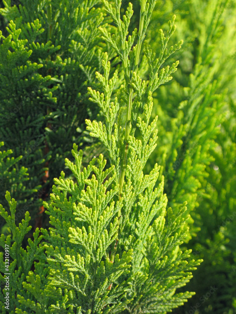 green needles background green needles background