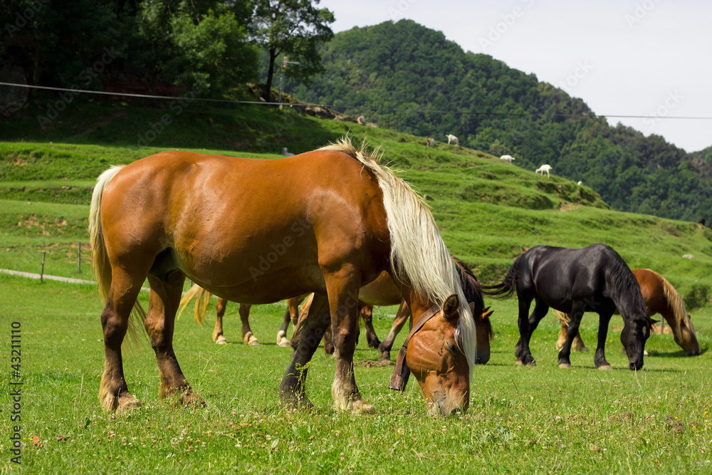 horse on the meadow horse on the meadow
