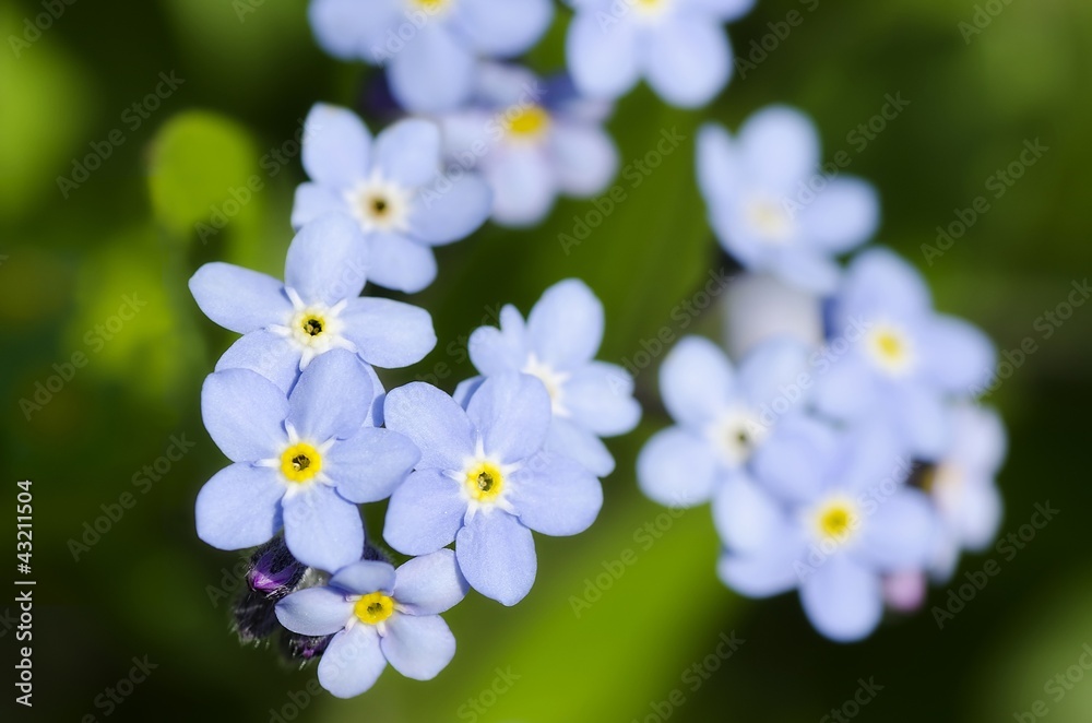 Forget-me-nots Forget-me-nots