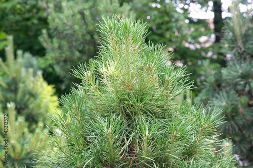 pinus sylvestris 'Ksawerow'