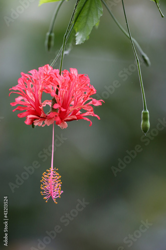 Fototapeta Naklejka Na Ścianę i Meble -  Koralleneibisch