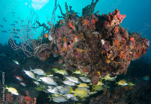 Mixed school of Grunts sheltering beneath a coral ledge.