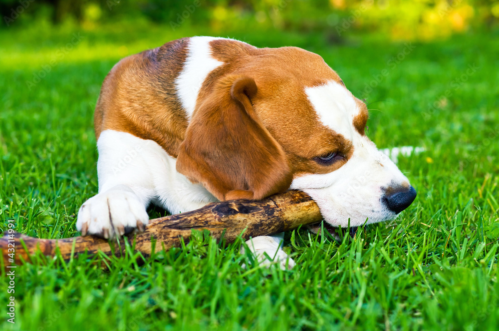 dog plays with a stick dog plays with a stick