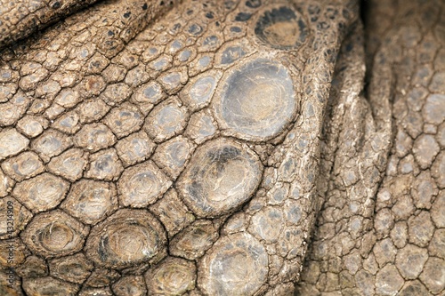 African turtle skin