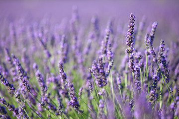 Gartenposter Lavendelblüten Lavendel  © Marchal Jérémy