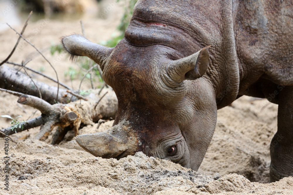 Obraz premium Spitzmaulnashorn